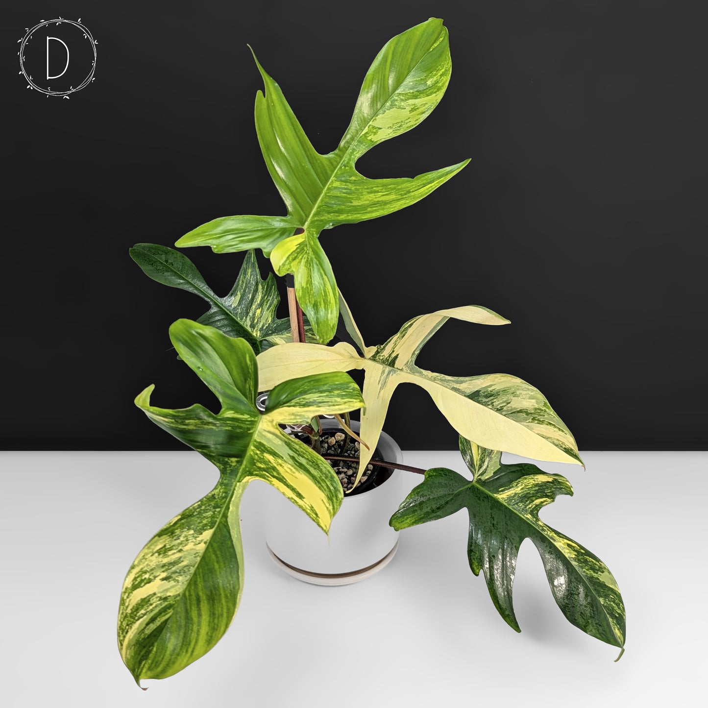 Philodendron Florida Beauty