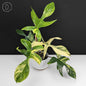 Philodendron Florida Beauty