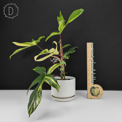 Philodendron Florida Beauty