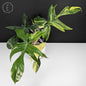 Philodendron Florida Beauty