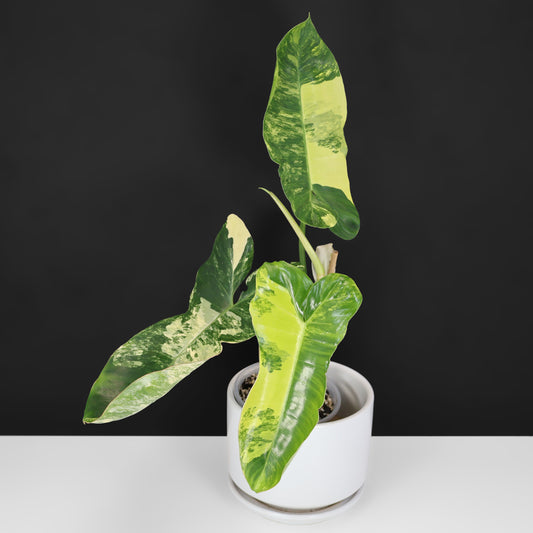 Philodendron Florida Belleza x Paraiso Verde