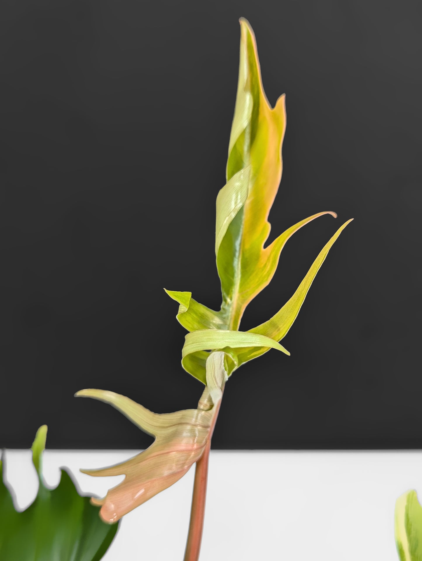 Philodendron Florida Beauty x Tortum