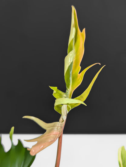 Philodendron Florida Beauty x Tortum