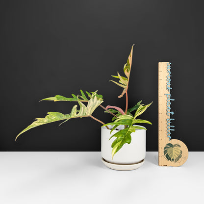 Philodendron Florida Beauty x Tortum