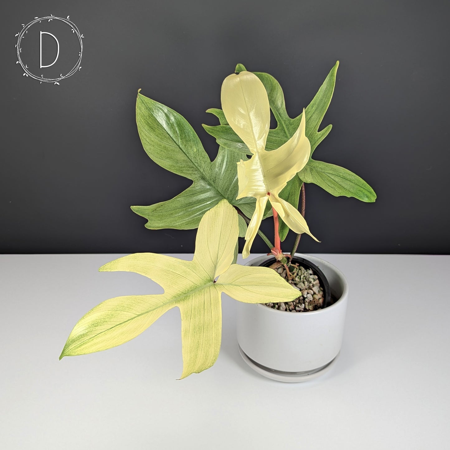 Philodendron Florida Ghost