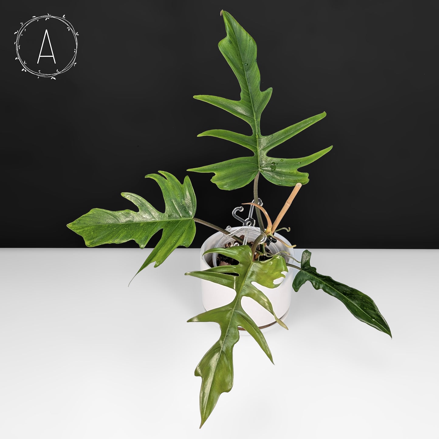 Philodendron Florida Beauty x Tortum