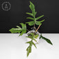 Philodendron Florida Beauty x Tortum