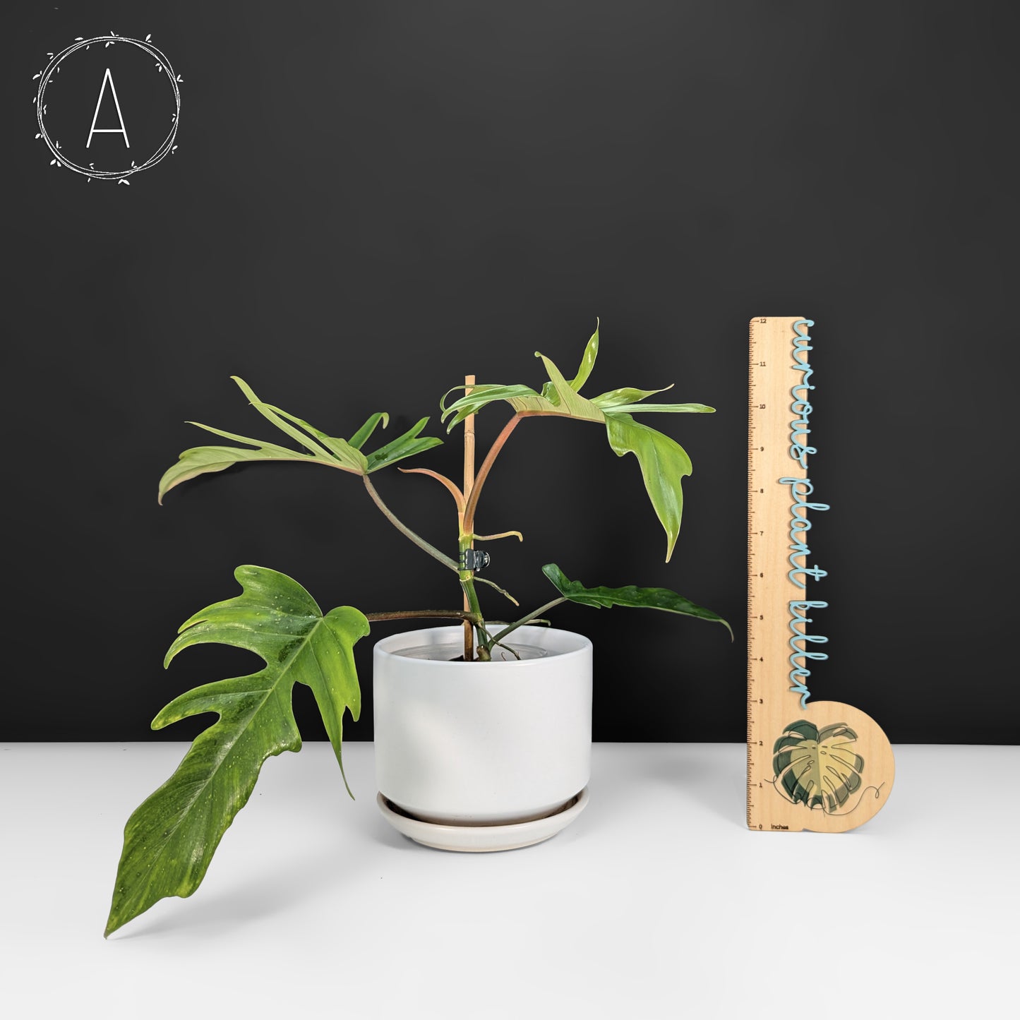 Philodendron Florida Beauty x Tortum