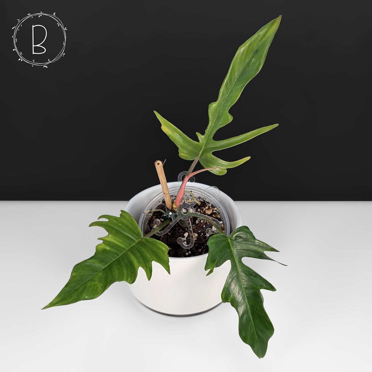 Philodendron Florida Beauty x Tortum