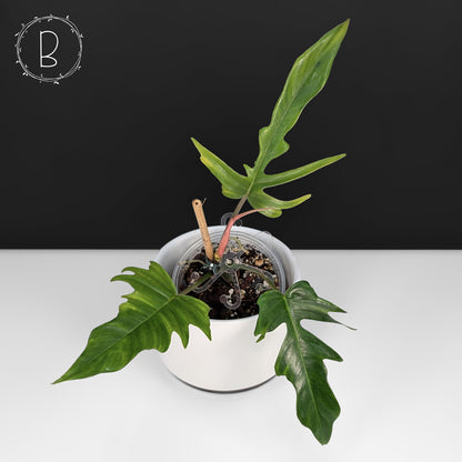 Philodendron Florida Beauty x Tortum