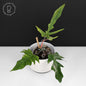 Philodendron Florida Beauty x Tortum