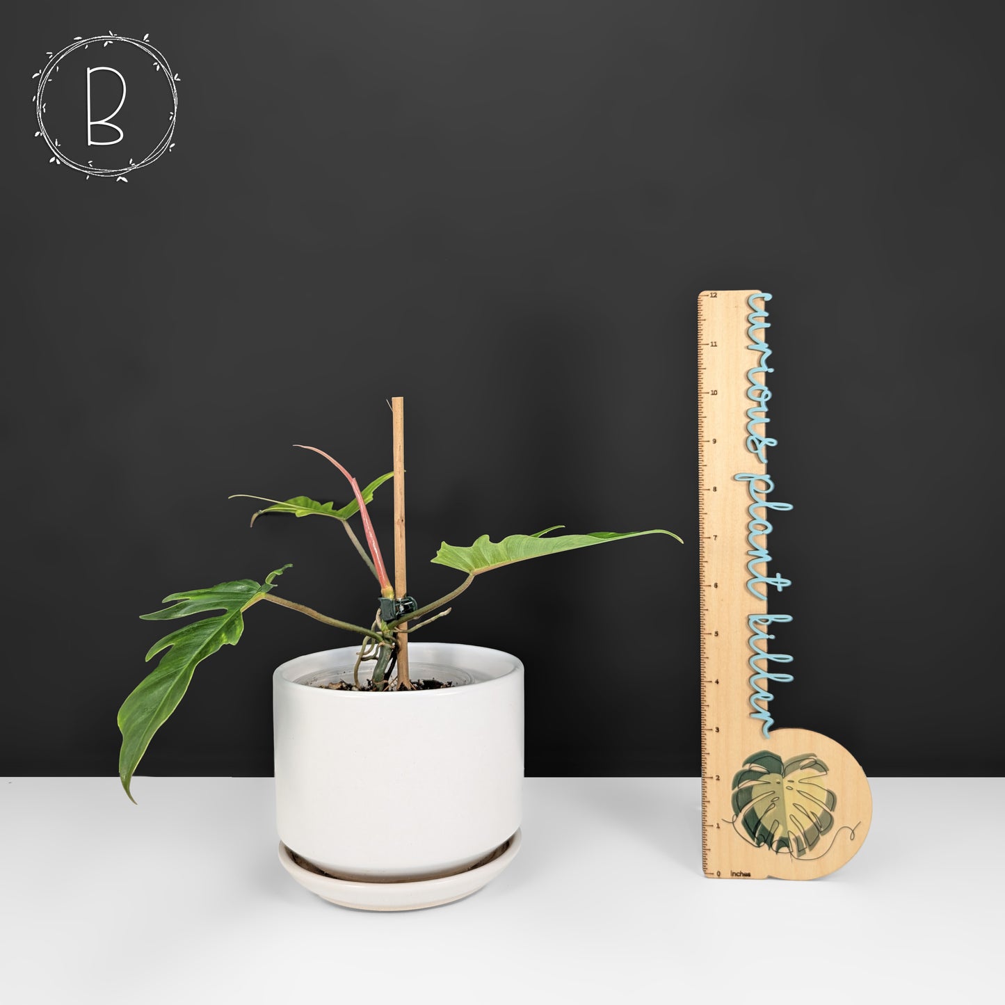 Philodendron Florida Beauty x Tortum