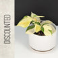 Philodendron Gabby