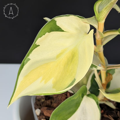 gabby pothos Philodendron Gabby – Curious Plant Killer