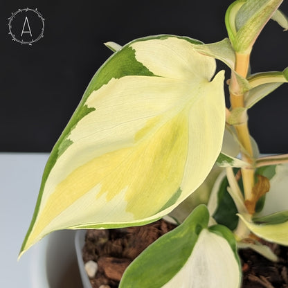 Philodendron Gabby