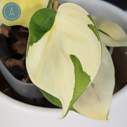 gabby sport philodendron Philodendron Gabby