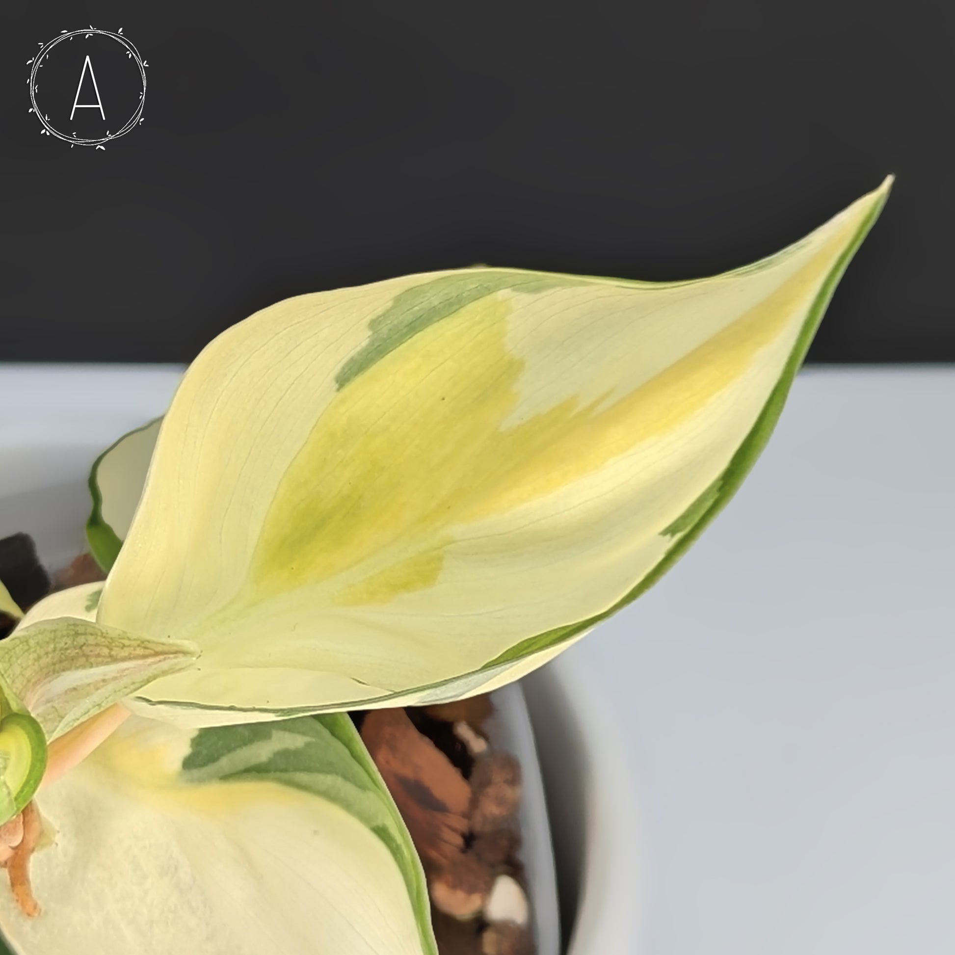 philodendron gabby sport for sale Philodendron Gabby