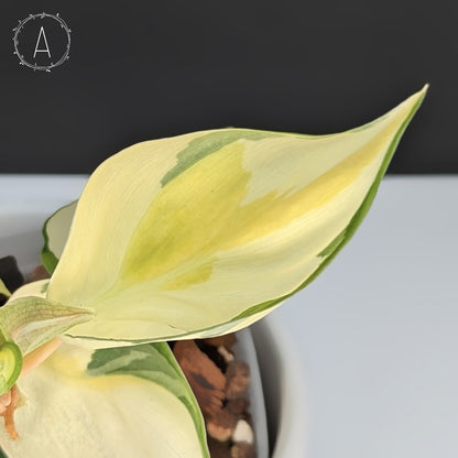 philodendron gabby Philodendron Gabby