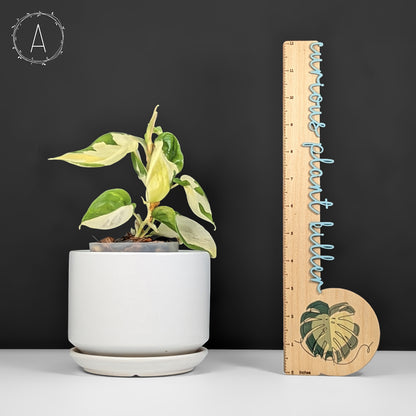 Philodendron Gabby