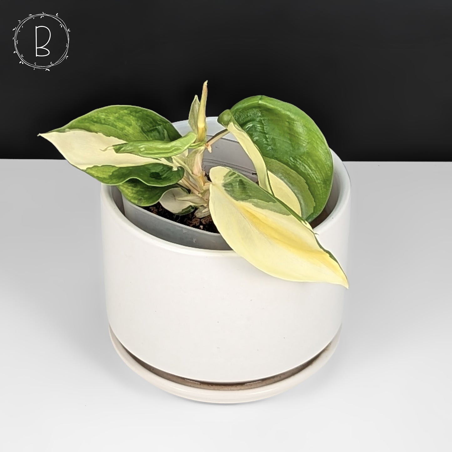 Philodendron Gabby