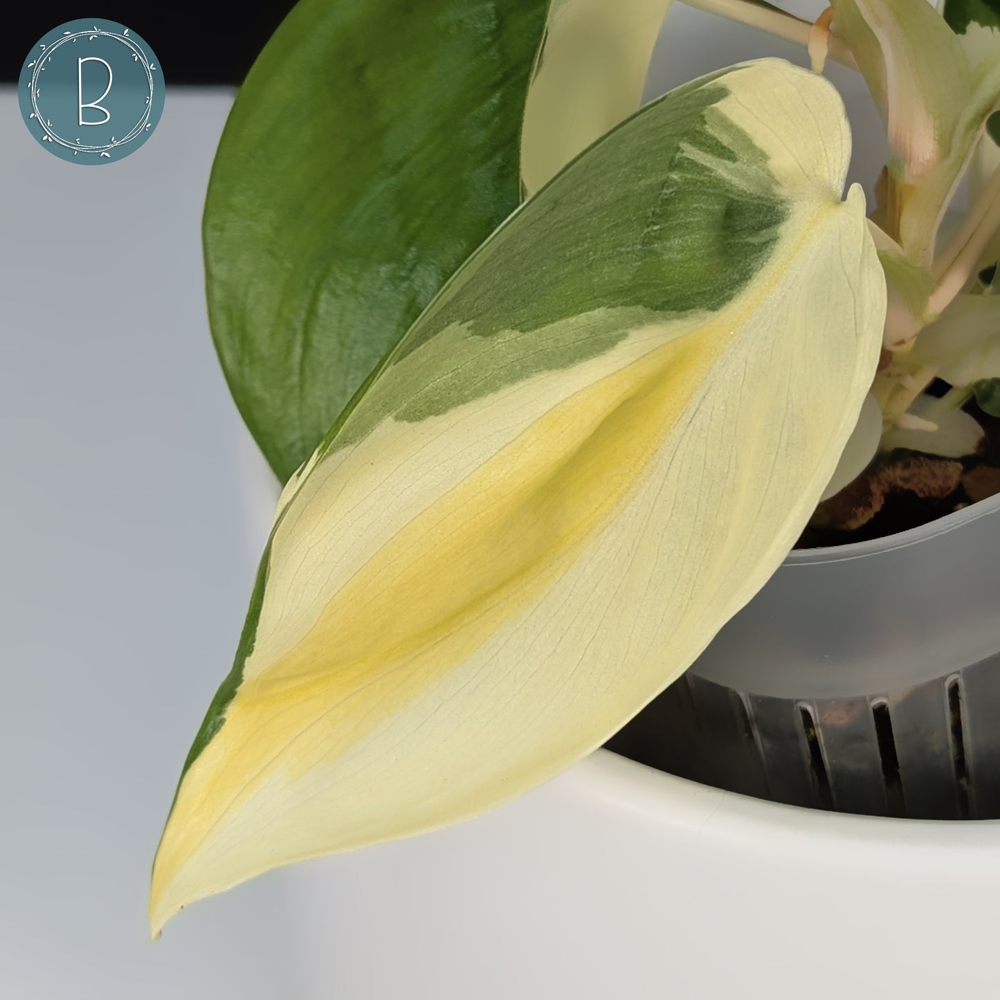 Philodendron Gabby