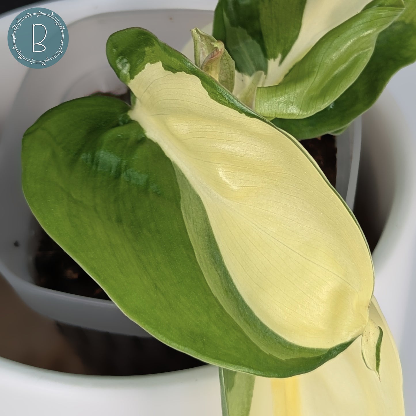 Philodendron Gabby