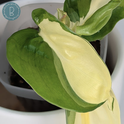Philodendron Gabby