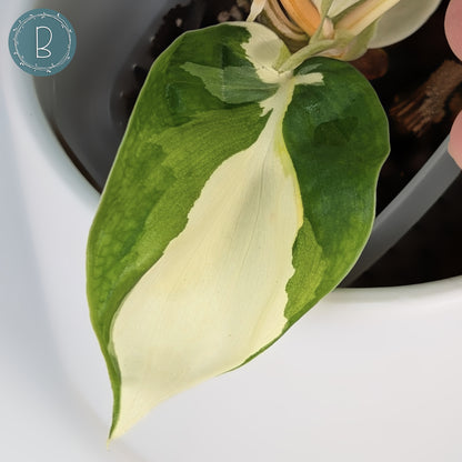 Philodendron Gabby