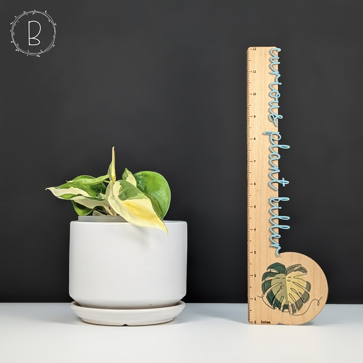 Philodendron Gabby