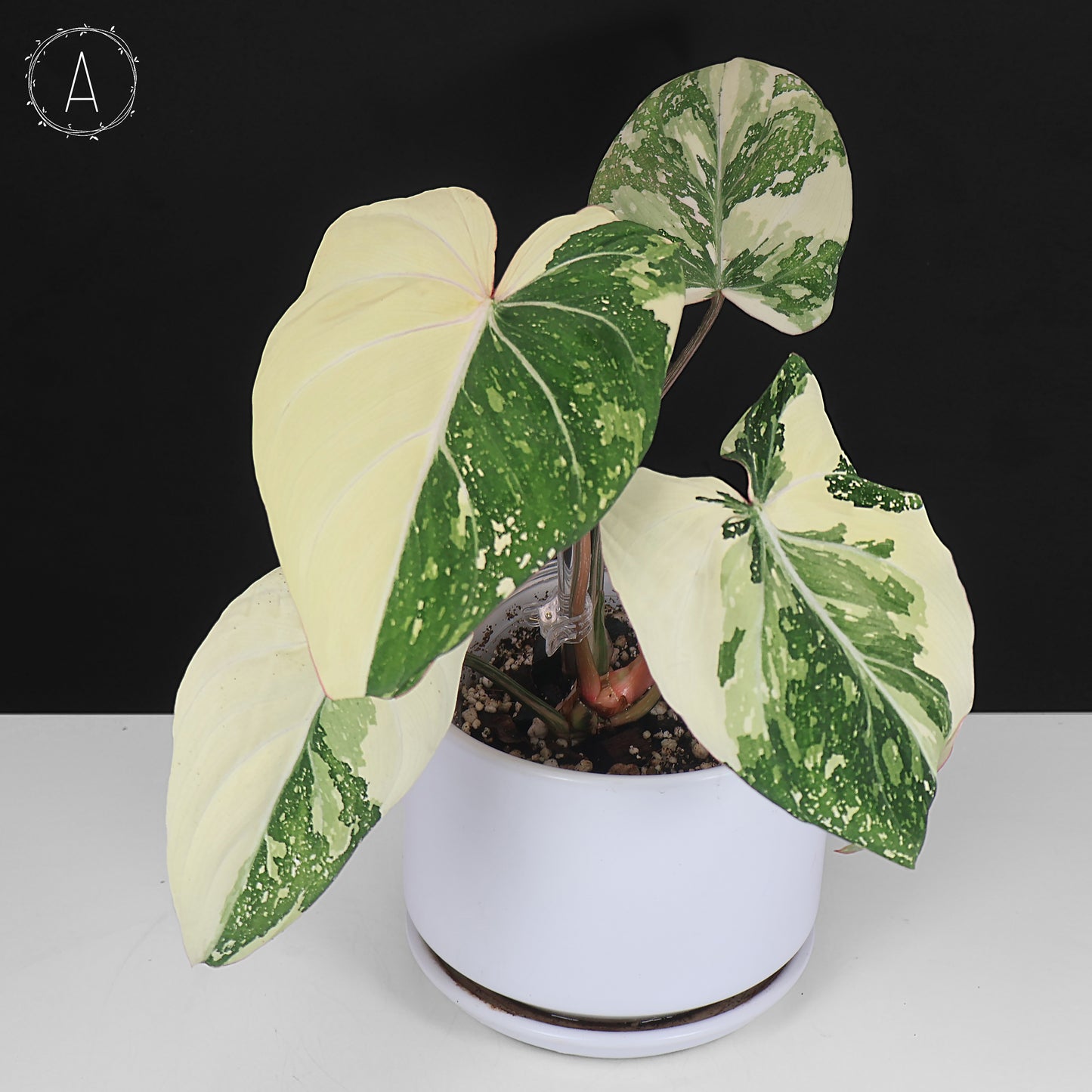 Philodendron Gloriosum Variegated (Type 2)
