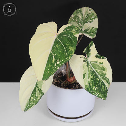 Philodendron Gloriosum Variegated (Type 2)
