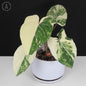 Philodendron Gloriosum Variegated (Type 2)
