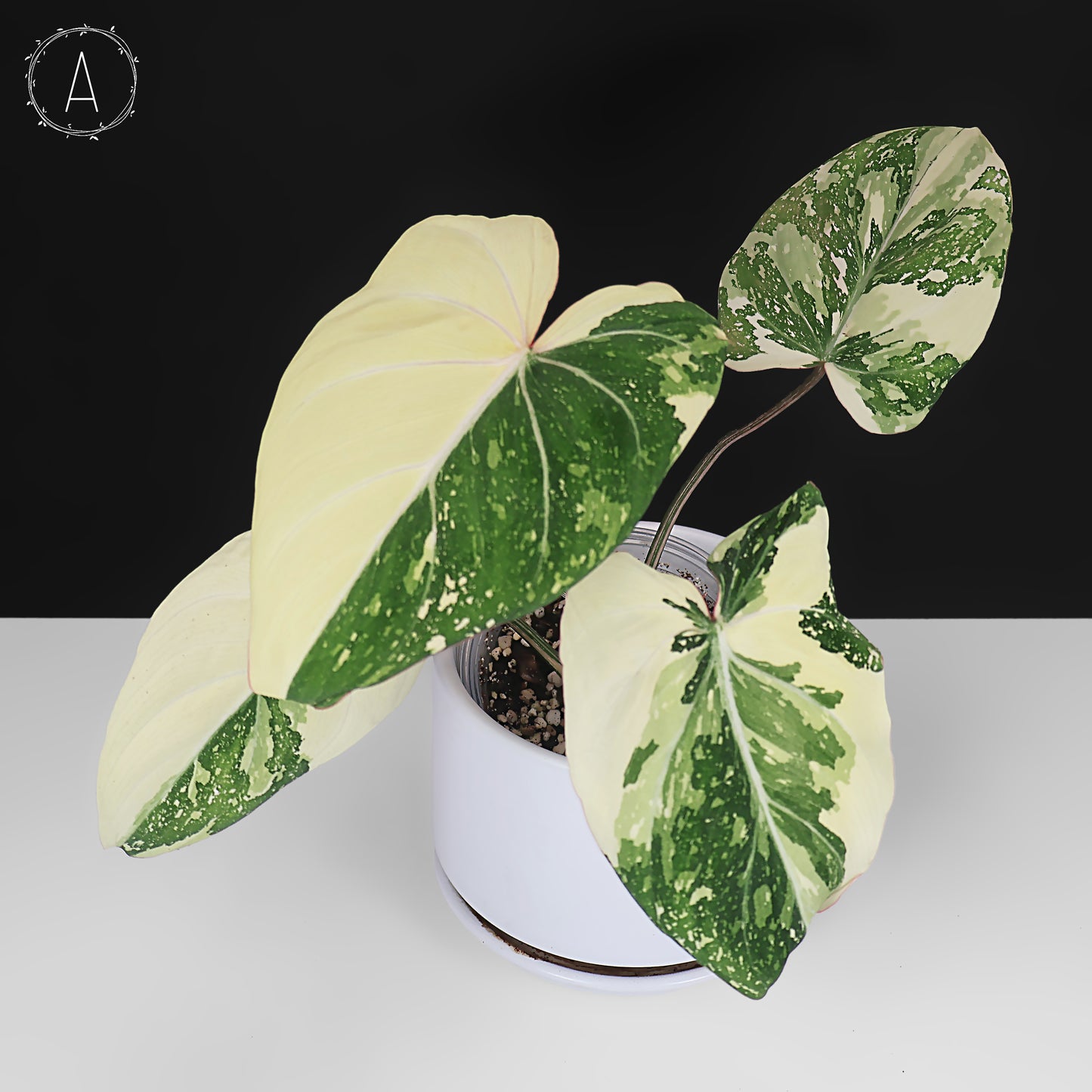 Philodendron Gloriosum Variegated (Type 2)