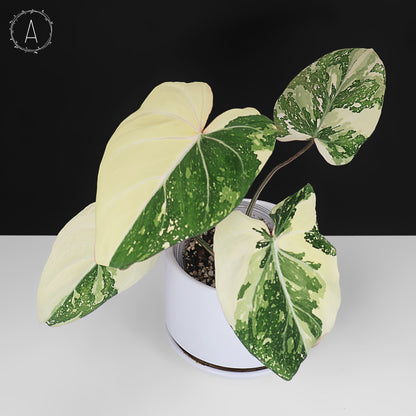 Philodendron Gloriosum Variegated (Type 2)