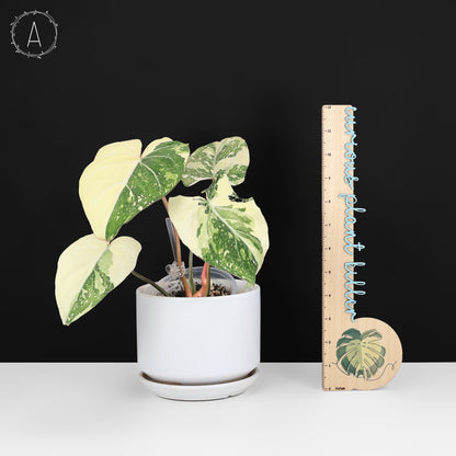 Philodendron Gloriosum Variegated (Type 2)