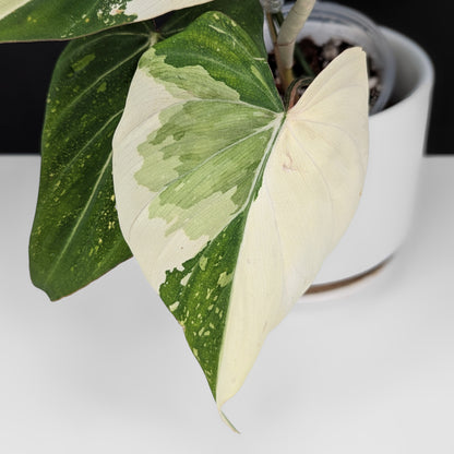 Philodendron Gloriosum Variegated (Type 2)