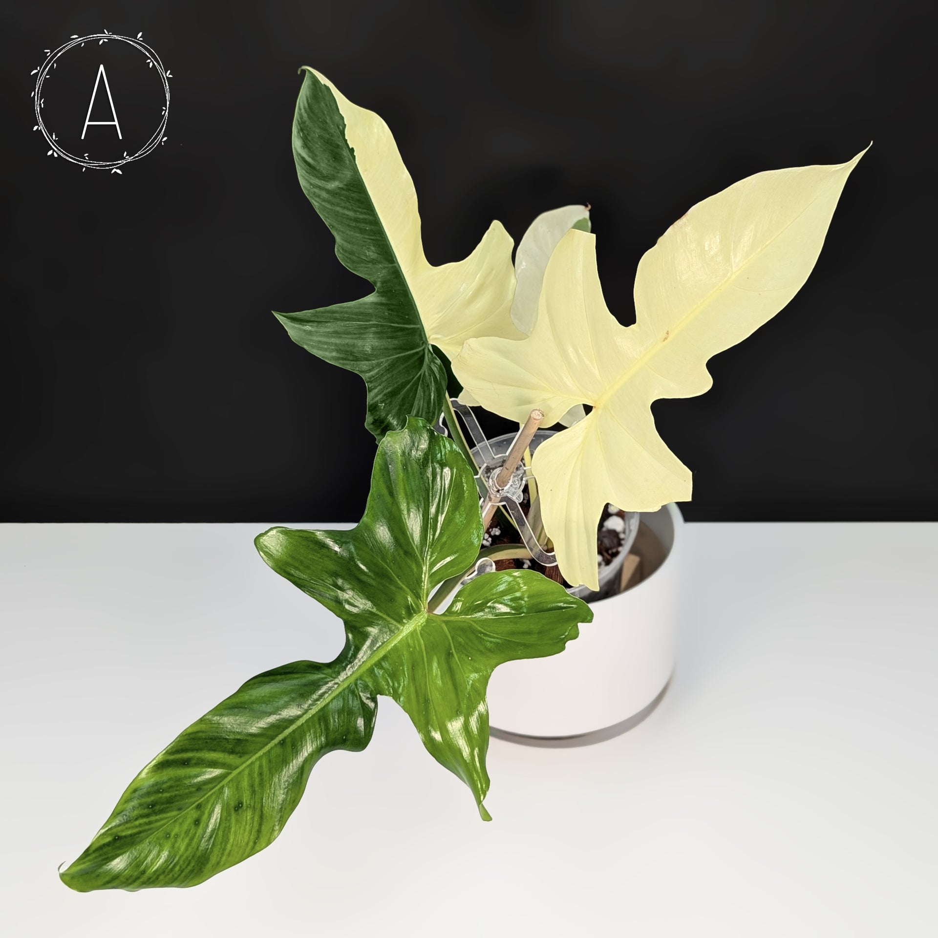 Philodendron Golden Dragon Variegated – Curious Plant Killer