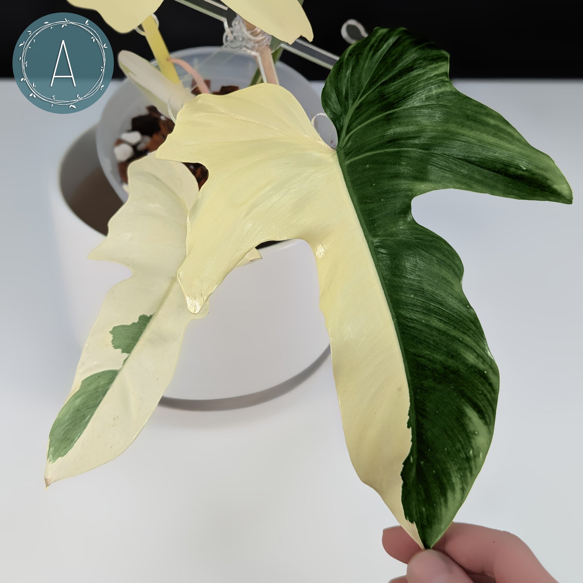 variegated golden goddess philodendron Philodendron Golden Dragon Variegated – Curious Plant Killer