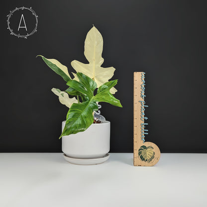philodendron golden dragon narrow form Philodendron Golden Dragon Variegated – Curious Plant Killer