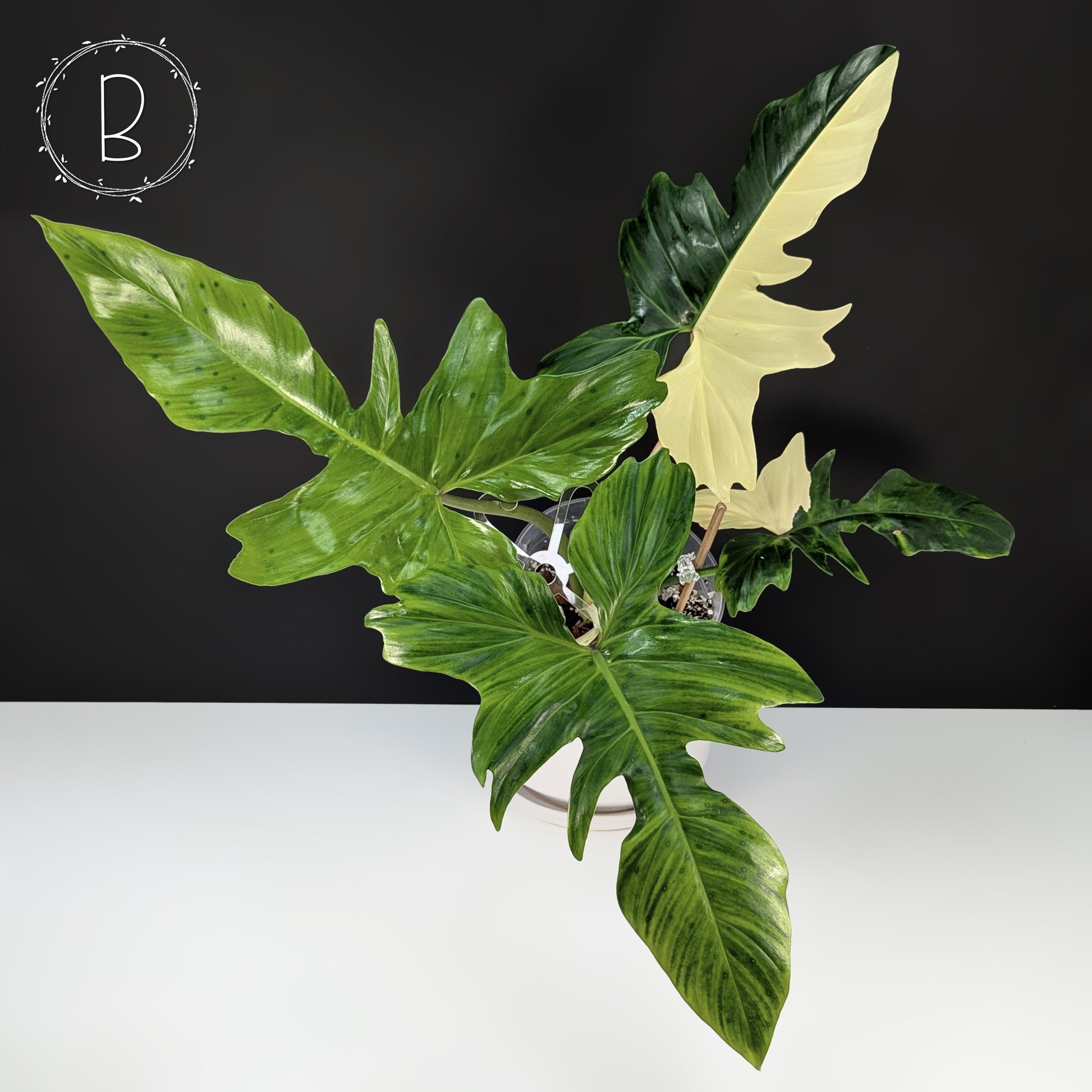 philodendron dragon variegated Philodendron Golden Dragon Variegated