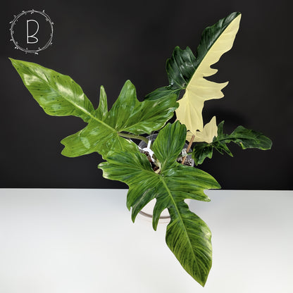 Philodendron Golden Dragon Variegated