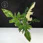 Philodendron Golden Dragon Variegated