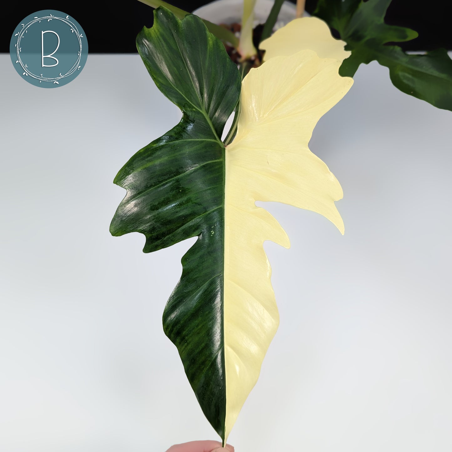 Philodendron Golden Dragon Variegated