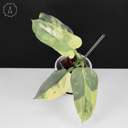 Philodendron Hastatum Variegated