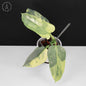 Philodendron Hastatum Variegated