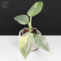 Philodendron Hastatum Variegated
