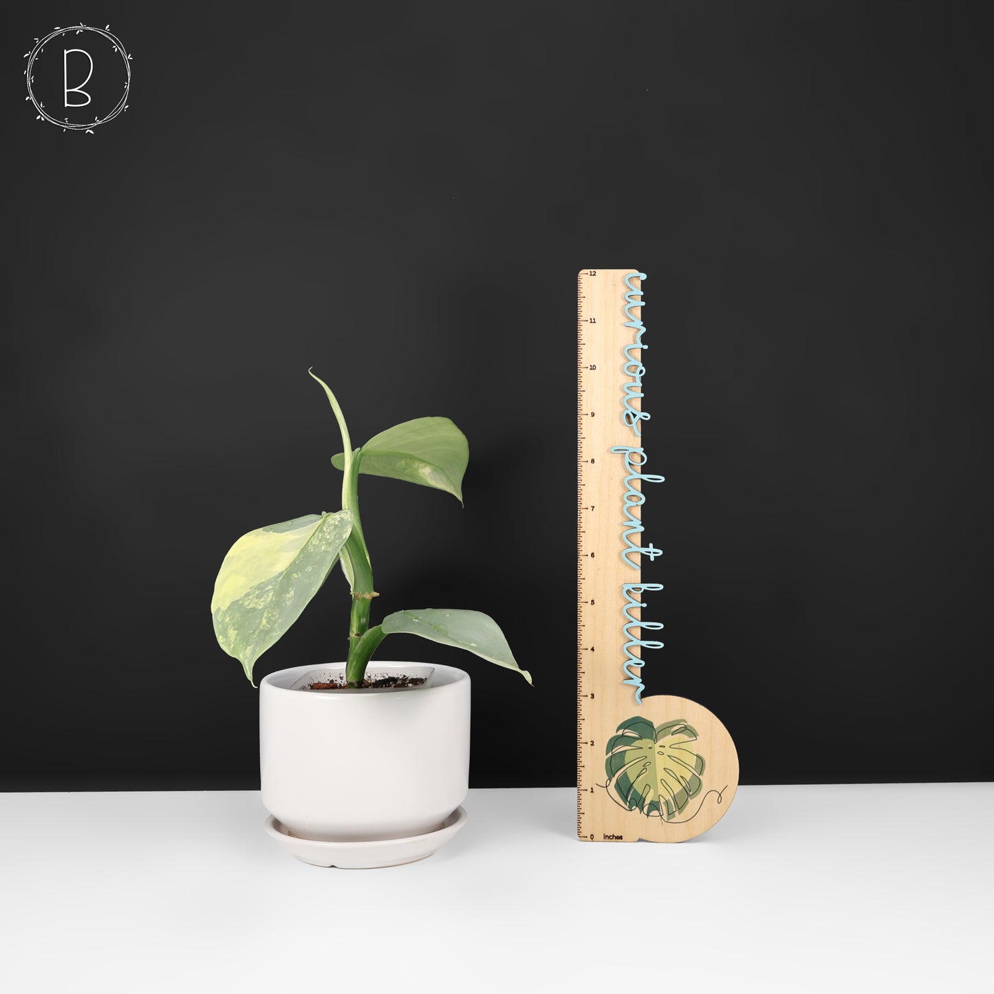 Philodendron Hastatum Variegated