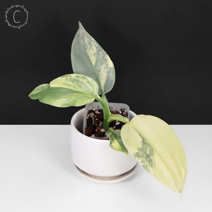 Philodendron Hastatum Variegated