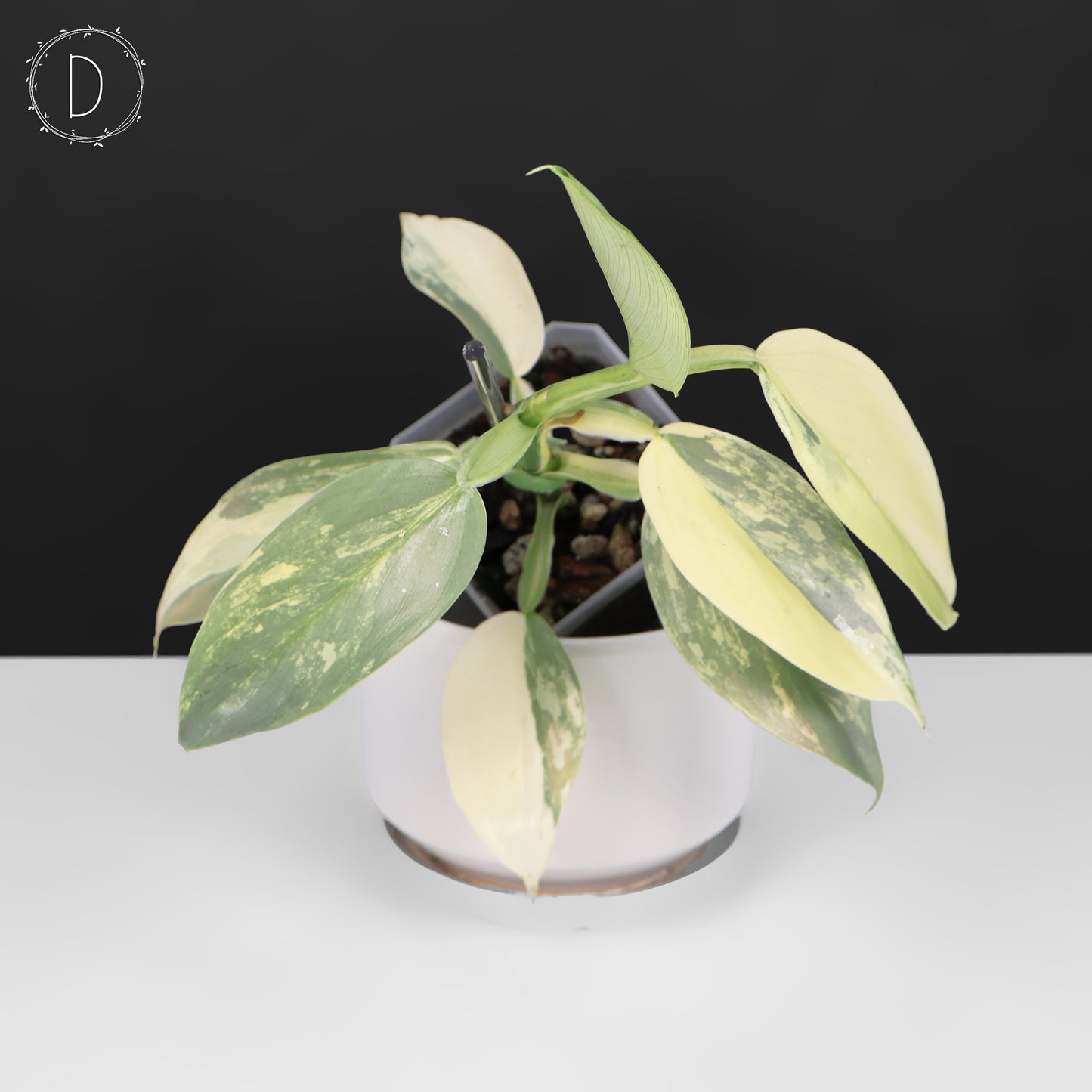 Philodendron Hastatum Variegated