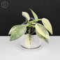 Philodendron Hastatum Variegated